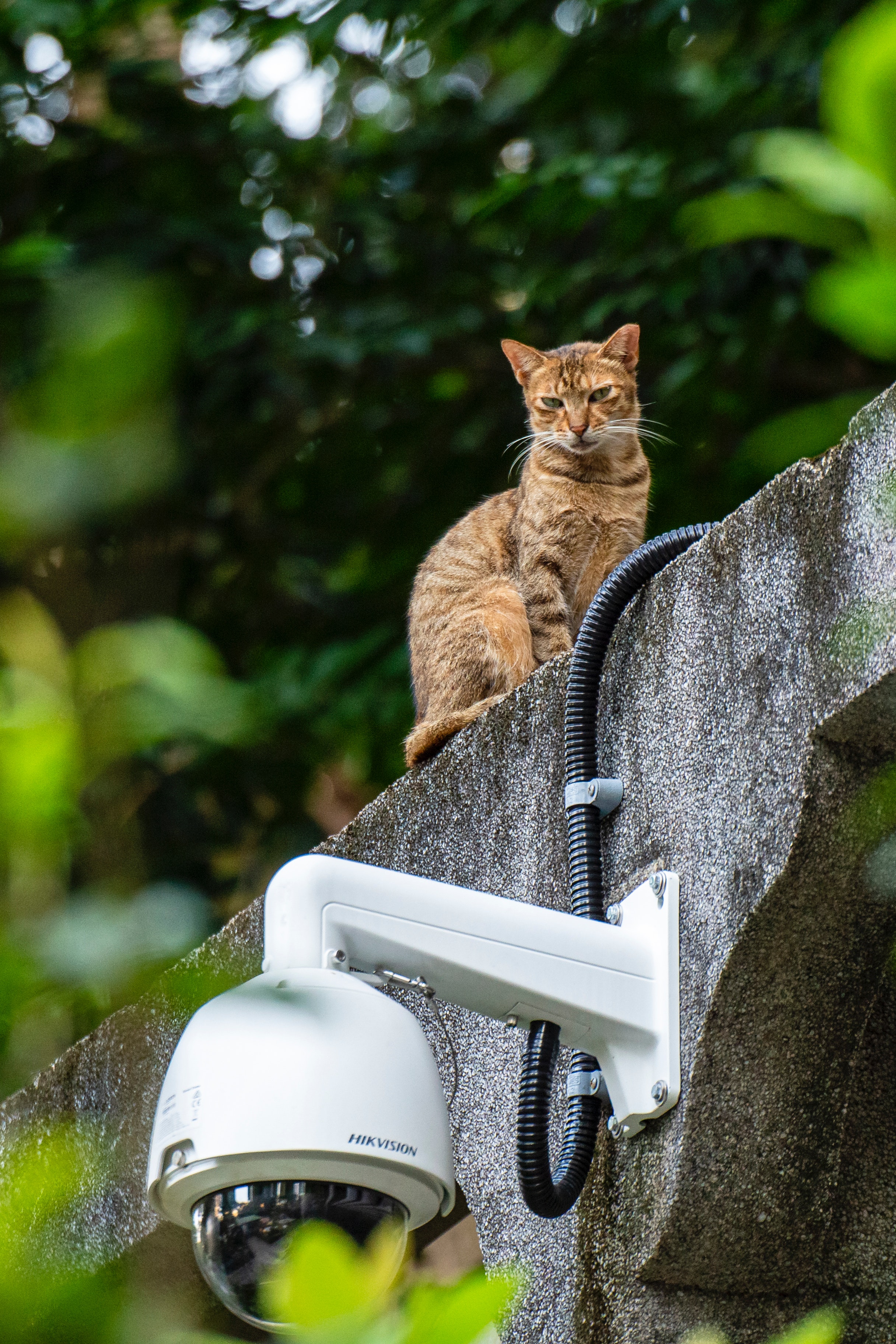 Überwachungskamera mit Katze